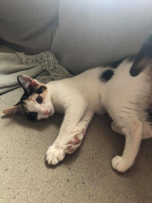 C93 Litter-Dorothy - PSP - ADOPTED