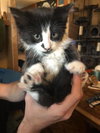 C94 Litter-Gomez-ADOPTED