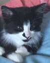 C94 Litter-Gomez-ADOPTED