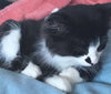 C94 Litter-Gomez-ADOPTED
