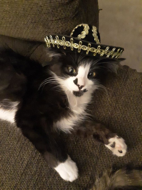 C94 Litter-Gomez-ADOPTED