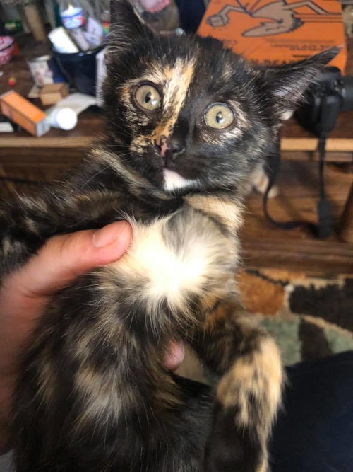 C94 Litter-Wednesday - ADOPTED