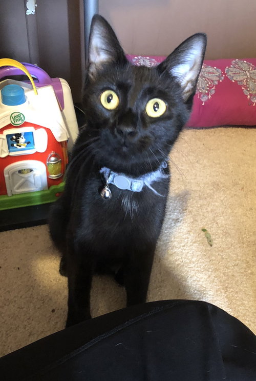 C95 Litter-Iris, mom - ADOPTED