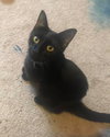 C95 Litter-Iris, mom - ADOPTED