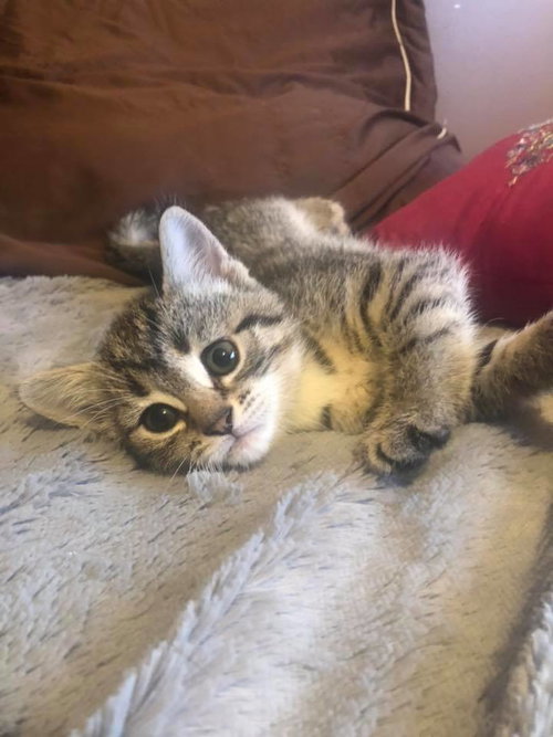 C95 Litter-Daisy - ADOPTED