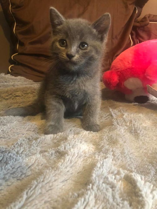 C95 Litter-Lavender - ADOPTED