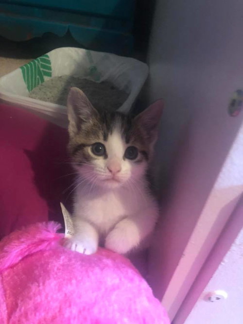 C95 Litter-Poppy - ADOPTED