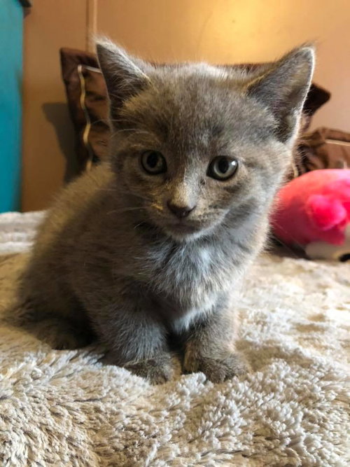 C95 Litter-Violet - ADOPTED
