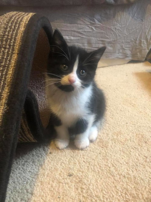 C95 Litter-Lily - ADOPTED