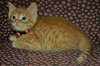 C92 Litter-Dewy - ADOPTED