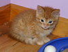 C92 Litter-Dewy - ADOPTED