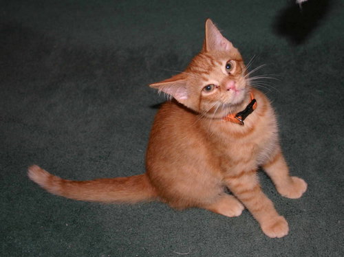 C92 Litter-Dewy - ADOPTED