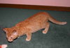C92 Litter-Dewy - ADOPTED