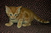 C92 Litter-Hewy - ADOPTED