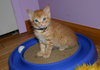 C92 Litter-Hewy - ADOPTED