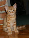 C92 Litter-Hewy - ADOPTED