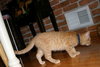 C92 Litter-Hewy - ADOPTED
