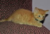 C92 Litter-Louie - ADOPTED