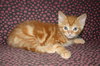C92 Litter-Louie - ADOPTED