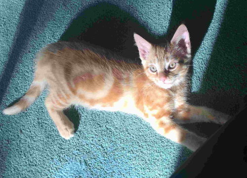 C92 Litter-Louie - ADOPTED