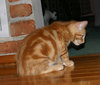 C92 Litter-Louie - ADOPTED