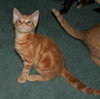 C92 Litter-Louie - ADOPTED