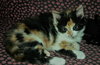 C92 Litter-Monique - ADOPTED