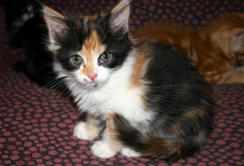 C92 Litter-Monique - ADOPTED