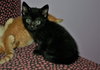 C92 Litter-Velvet - ADOPTED