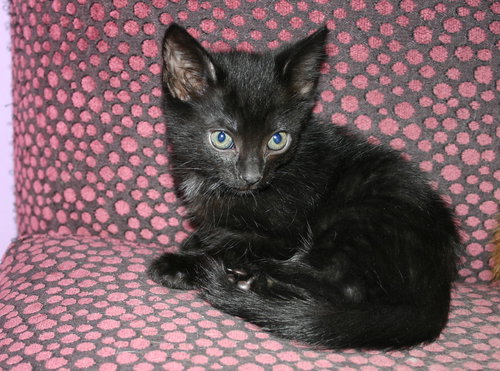 C92 Litter-Velvet - ADOPTED
