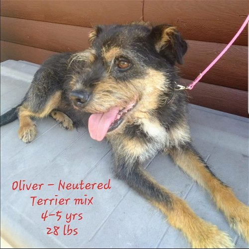 Oliver - ADOPTED