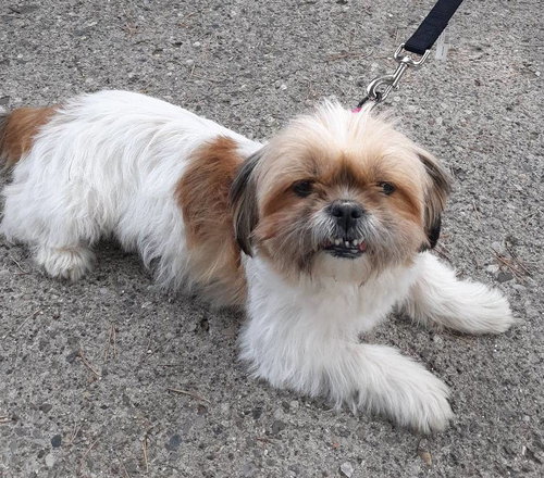 Chyna - ADOPTED