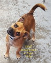 Chief - ADOPTED