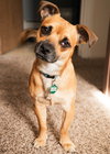Chief - ADOPTED