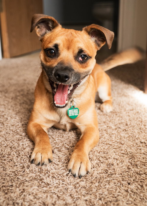 Chief - ADOPTED