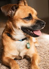 Chief - ADOPTED
