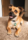 Chief - ADOPTED