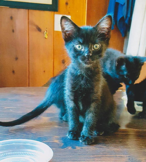 C97 Litter-Clawdia - ADOPTED