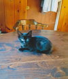C97 Litter-Feather -ADOPTED