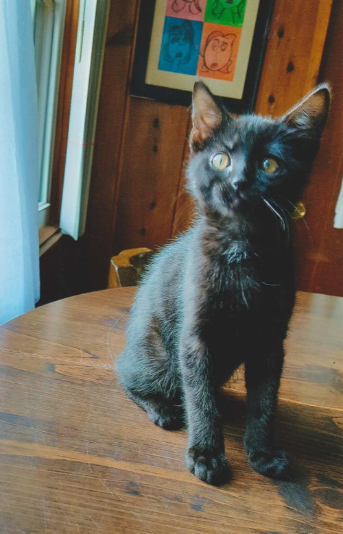 C97 Litter-Feather -ADOPTED