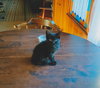 C97 Litter-Figueroa-ADOPTED
