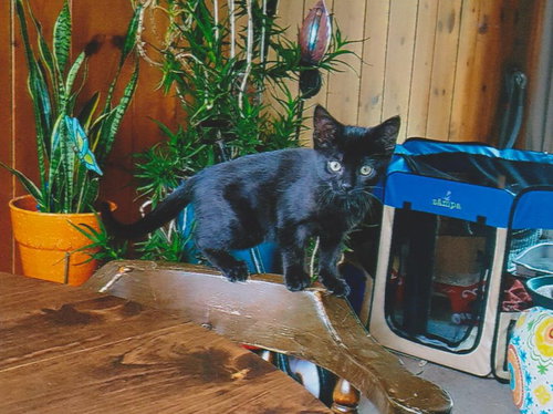C97 Litter-Figueroa-ADOPTED