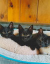 C97 Litter-Figueroa-ADOPTED