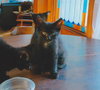 C97 Litter-Mr. Peeps -ADOPTED