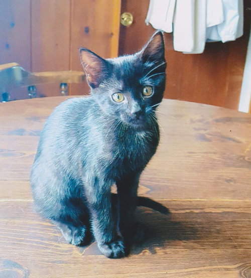 C97 Litter-Mr. Peeps -ADOPTED