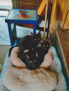 C97 Litter-Mr. Peeps -ADOPTED