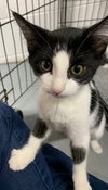 C99 Litter-Ms. Carmine -ADOPTED