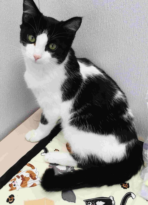 C99 Litter-Ms. Carmine -ADOPTED