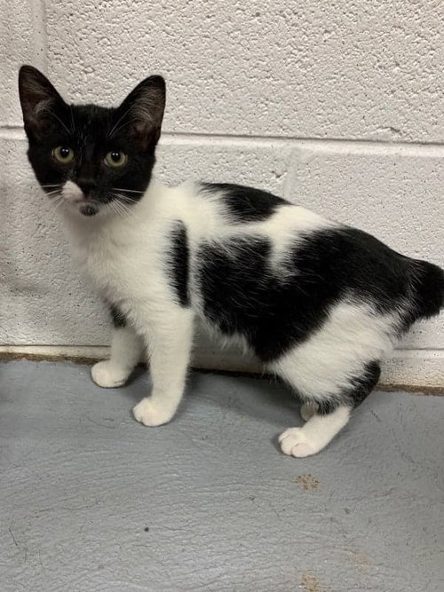 C99 Litter-Ms. Carter