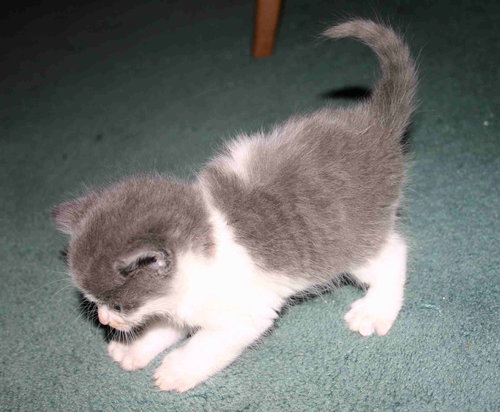 C98 Litter-Rose - ADOPTED